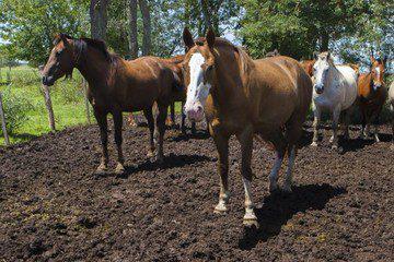 k1NQHSqmo_360x240__1