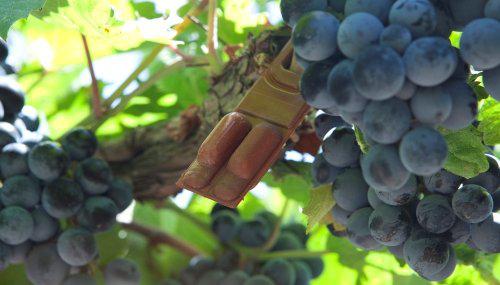 Feromonas-Lobesia-Botrana