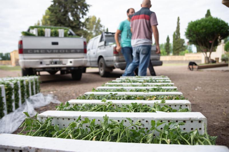 Entrega-de-Plantines-de-Tomate-3-800x533