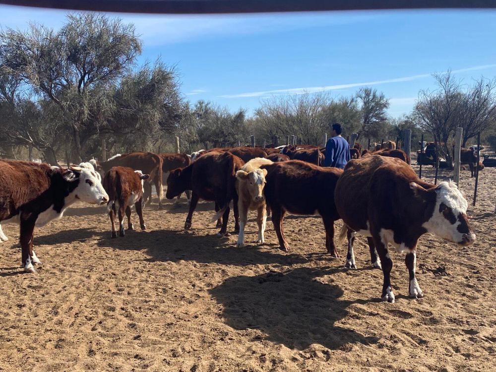 WhatsApp-Image-2024-07-18-at-11.17.11-2-scaled