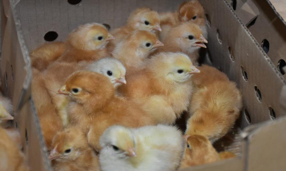 IMG_NOTICIA_20200707111542