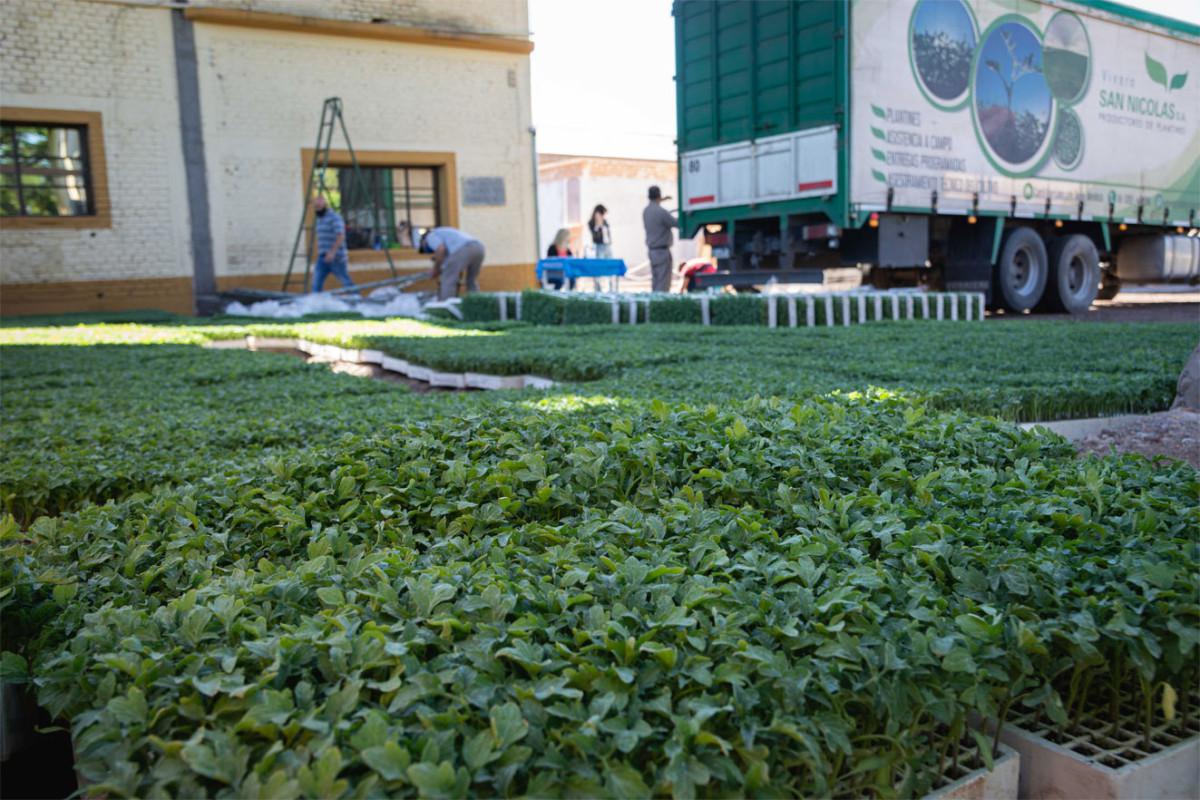 Entrega-de-Plantines-de-Tomates-7-1200x800