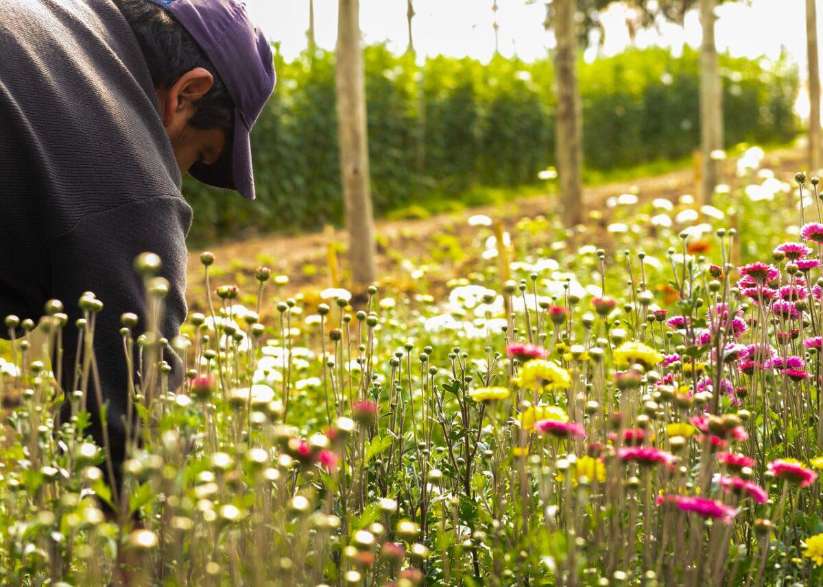 banco-de-insumos-para-floricultores-4-1200x857
