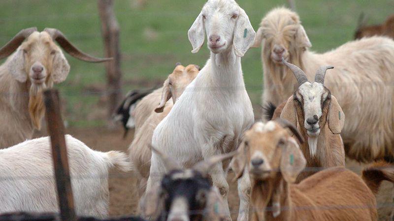 cabras