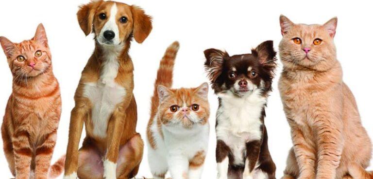 diferencias-perros-gatos-768x370