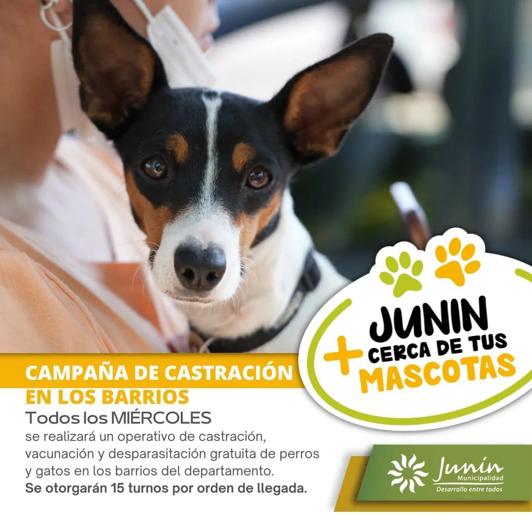 programa-castracion-junin-mas-cerca-de-tus-mascotas-2