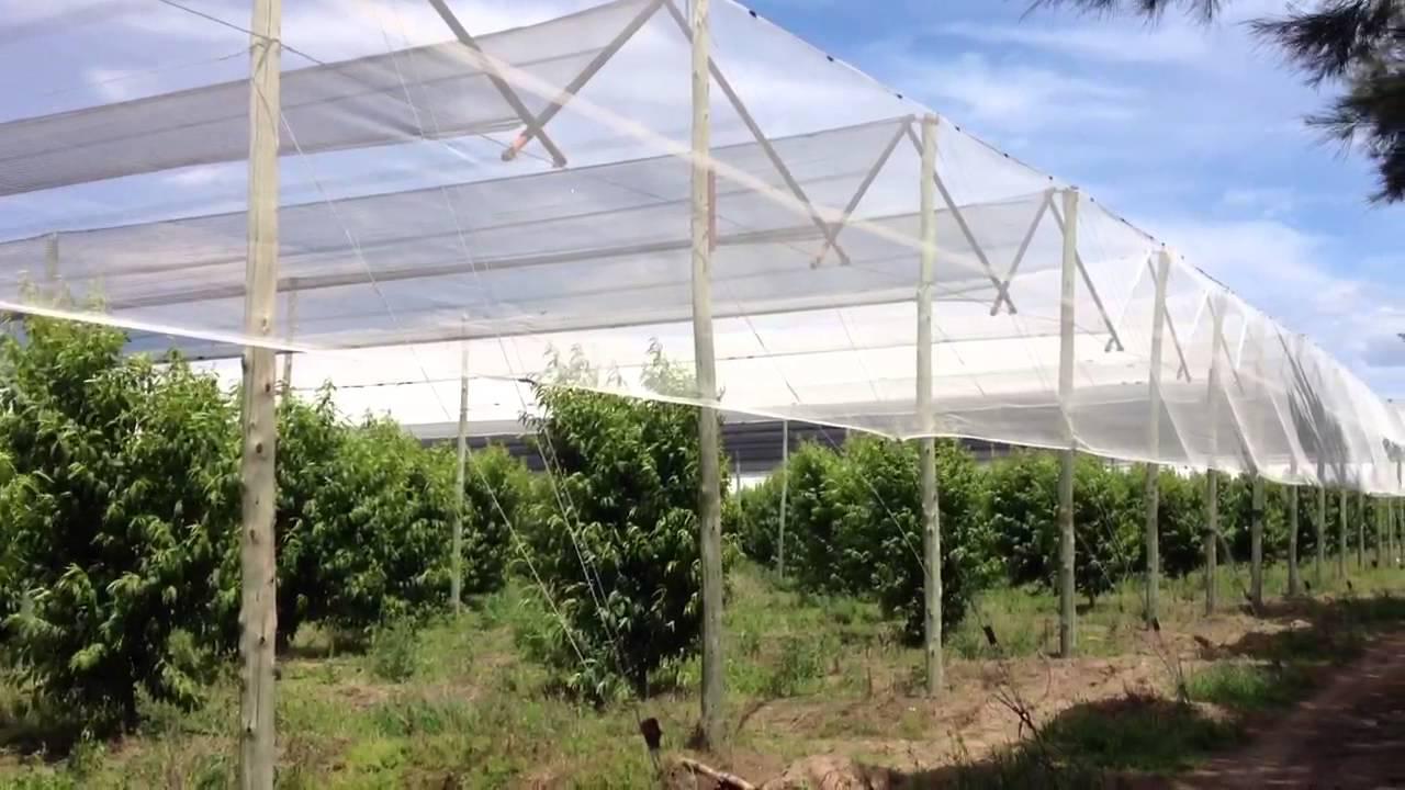 EN-JUNIN-LA-DIRECCION-DE-AGRICULTURA-BRINDO-DETALLES-SOBRE-LAS-LINEAS-DE-CREDITO-DEL-PROGRAMA-CULTIVAR-I