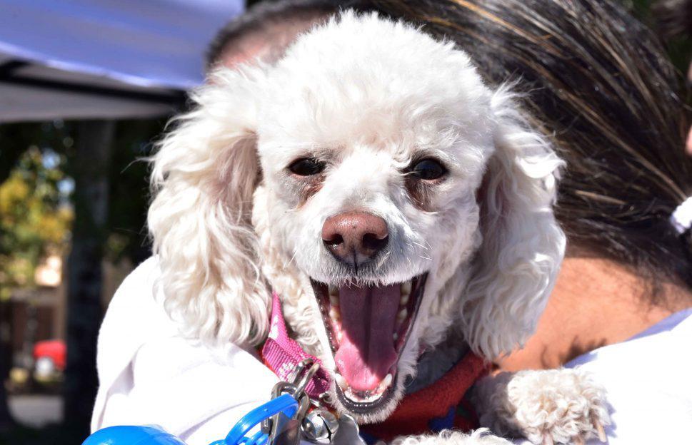 animales-mascotas-perros-godoy-cruz-e1665069000294
