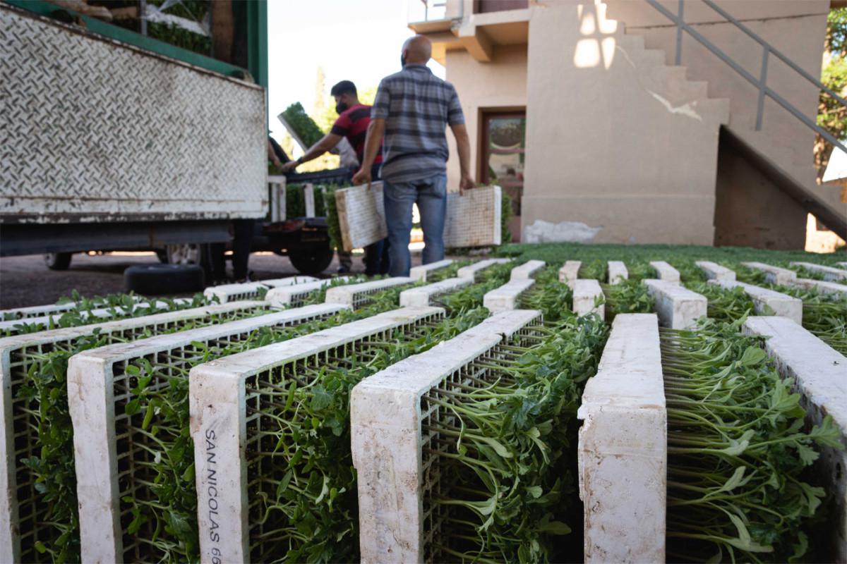 Entrega-de-Plantines-de-Tomates-5-1200x800