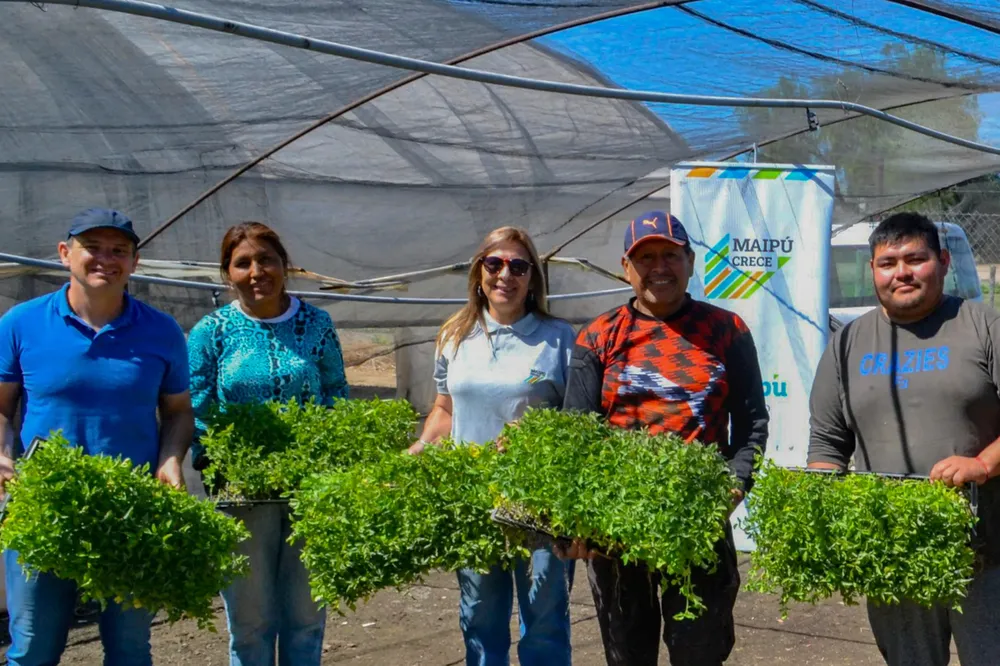Maipú Autoproducción de semillas 2
